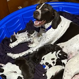German Shorthaired Pointers from Kerr GSPs
