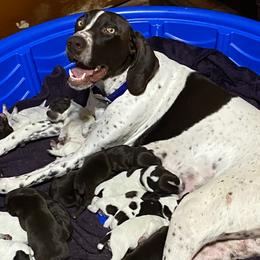 German Shorthaired Pointers from Kerr GSPs