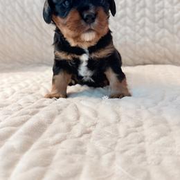 Cavalier King Charles Spaniel and Cavapoo Puppies from Cumberland Cavaliers