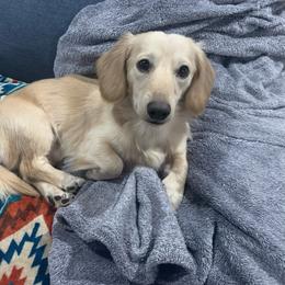 Chico - Dachshund