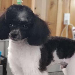 Zip - Poodle