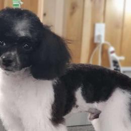 Zip - Poodle