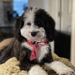 Navy - Sheepadoodle