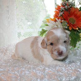 Australian Labradoodle Puppies from Windsor Creek Labradoodles