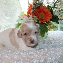 Australian Labradoodle Puppies from Windsor Creek Labradoodles