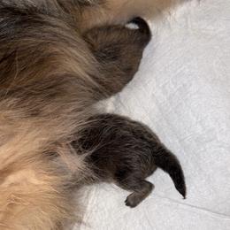 Buddy - Cream sable male Pomeranian puppy in Salem, Oregon from PNW Dynasty Poms