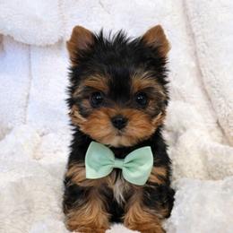 Tate - Black and gold male Yorkshire Terrier puppy in Salem, Missouri from Tiny Tot Yorkies