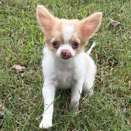 Taco - Fawn and white male Chihuahua puppy in Gloucester, Virginia from Charlotte's Web of Chihuahuas