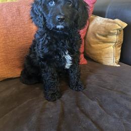 JoJo - Boy - Black and white male Cavapoo puppy in Tempe, Arizona from Springerdoodles Plus AZ