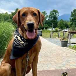 Nelli - Labrador Retriever