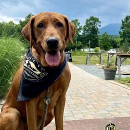 Nelli - Labrador Retriever