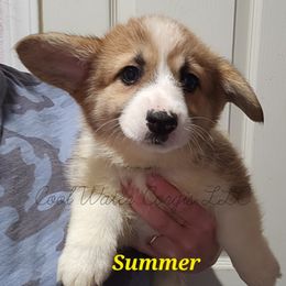 ⛱️Summer⛱️ - Red Pembroke Welsh Corgi puppy in Kiowa, Colorado from Cool Water Corgis LLC