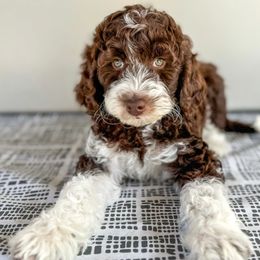 Golden Mountain Dog puppies from Magic Valley Family Doodles