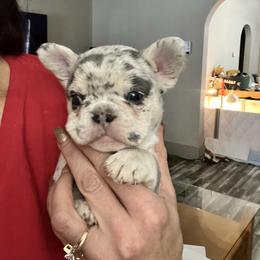 Bullmastiff and French Bulldog Puppies from Fernandes’ Guardians Bullmastiff