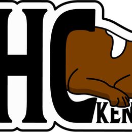 Border Collie Puppies from HC Kennels