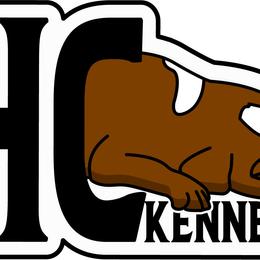 Border Collie Puppies from HC Kennels