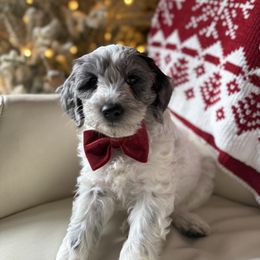 Badger - Merle male Goldendoodle puppy in Pine Grove, California from Lundee Doodles