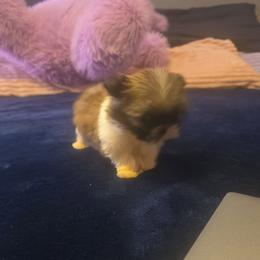 Flower - White and tan female Mal-Shi puppy in Pleasant Hill, Iowa from Courtney Nicole's Mal Shihs & Goldendoodles