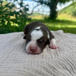 Red Tri Male - Red & white male Miniature Australian Shepherd puppy in Stuart, Virginia from Apple Tree Mini Aussies