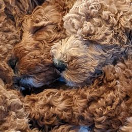 Aussiedoodle, Cavapoo, and Poodle Puppies from Robin's Nest Farm