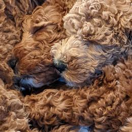 Aussiedoodle, Cavapoo, and Poodle Puppies from Robin's Nest Farm