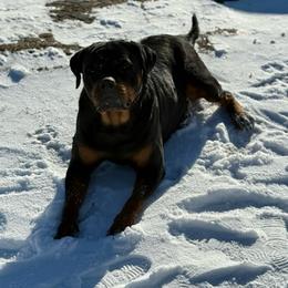 Zara - Rottweiler