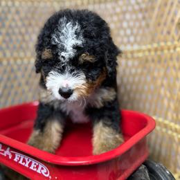 Male 4 - Tri-color male Bernedoodle puppy in Belgreen, Alabama from Scott’s Farm Poodles and Doodles