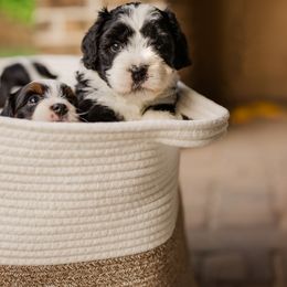 Bernedoodle Puppies from Cookie's Cuties