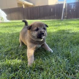 Shiba Inu Puppies from Anko Shibas