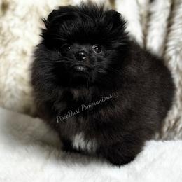 Vega - Black female Pomeranian puppy in Richmond, Kentucky from Pixie Dust Pomeranians