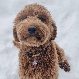 Goldendoodles from Brookeside Doodles