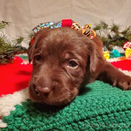 Labrador Retriever Puppies from Kilgore’s Labrador Retrievers