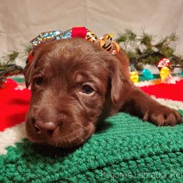 Labrador Retriever Puppies from Kilgore’s Labrador Retrievers