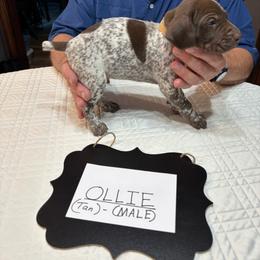 Ollie - Liver roan male German Shorthaired Pointer puppy in Morgantown, Indiana from Kevin Funkhouser Kennel