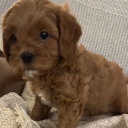 Willow (Girl 3) - Apricot female Cavapoo puppy in Milan, Illinois from Poppy Garden Doodles