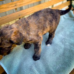 Bernedoodle and Siberian Husky Puppies from Timberline Paws