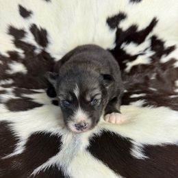 Corral - Agouti and white female Siberian Husky puppy in Folsom, Louisiana from Geaux Fluffy