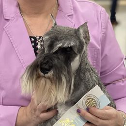 Chattee - Miniature Schnauzer