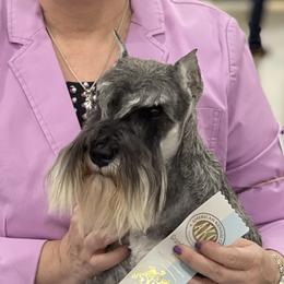 Chattee - Miniature Schnauzer