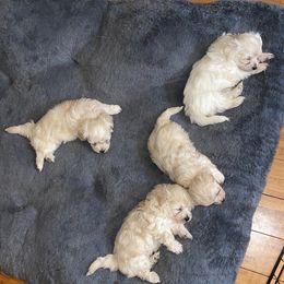 Maltipoo Puppies from Tosha Maltipoos