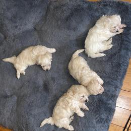 Maltipoo Puppies from Tosha Maltipoos