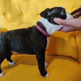 Boston Terrier Puppies from Little Daemons Boston Terriers