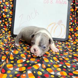 Zack - Blue male Boston Terrier puppy in Fillmore, Illinois from Wind Hill Puppies
