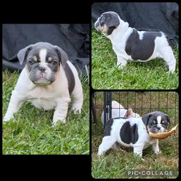French Bulldog Puppies from Bailey Hedges