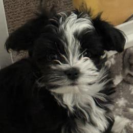 Mandy - Black male Havanese puppy in Las Vegas, Nevada from Eorzea Havanese