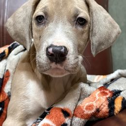 MONTAUK - Mantle merle female Great Dane puppy in Bolivar, New York from Prophecy Danes