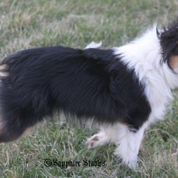 Sophie - Toy Australian Shepherd