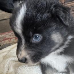 Girl 5 - female Australian Shepherd puppy in Nezperce, Idaho from Willow Creek Farm