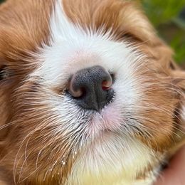Cavalier King Charles Spaniels from Cuddly King Charles