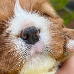 Cavalier King Charles Spaniels from Cuddly King Charles